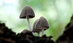 The Fairy Inkcap, Coprinellus disseminatus, rarely ventures forth alone