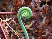 'Fiddlehead' stage of fern