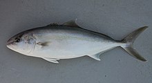 Greater amberjack ( Seriola dumerili ).