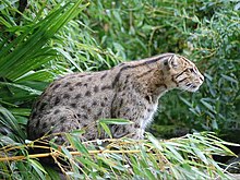 A side view of a fishing cat facing to the right and sitting hunched over among tree leaves; it appears to be looking at something outside of the image. Many green leaves can be seen out of focus in the background.