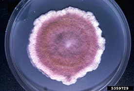 Культура Fusarium poae