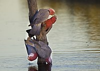 A diversity of birds may be taken with medium-sized, common birds such as galahs taken relatively frequently due to the conspicuousness.