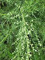 Artemisia alba (Sottotribù Artemisiinae)