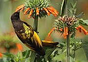 brown sunbird with yellow on back and wings feeding on flower