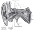 External and middle ear, right side, opened from the front (coronal section)