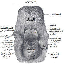 مدخل الحُنجُرة، كما يبدو للناظر من خلف.