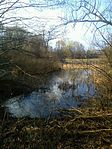 Vogelschutzgebiet Großedlinger Teich