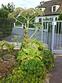 Heracleum giganteum