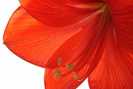 Hippeastrum