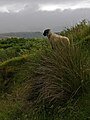 Scottish blackface regardant les collines de Kerrera.