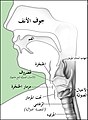 تصغير للنسخة بتاريخ 17:32، 17 فبراير 2019