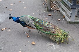 Magnolia Plantation Zoo