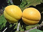 'Kecskemét Rose' - a pale and juicy apricot cultivar