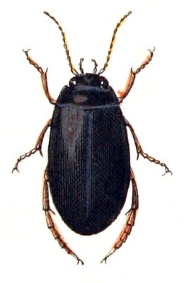 Meladema coriacea