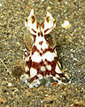 Thaumoctopus mimicus mentre imita un pesce lucertola.