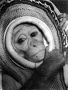 Miss Sam, the Rhesus Monkey