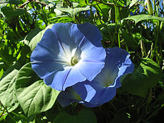 Description de l'image Morning glory 6b.jpg.