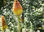 En orangebröstad solfågel som födosöker på en Kniphofia uvaria i Sydafrika.