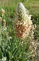 Plantago lagopus