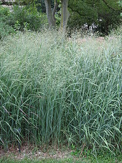 Lännenhirssi (Panicum virgatum)