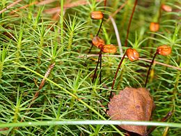 Зозулин льон звичайний (Polytrichum commune)