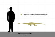 "Protanystropheus" size