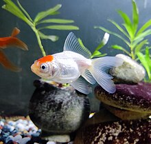 A redcap goldfish, with a long fancy tail, facing right