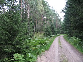 Просёлочная дорога в польской части Пущи