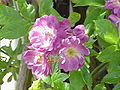 Rosa 'Veilchenblau'