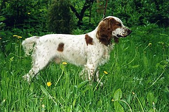 A Russian Spaniel