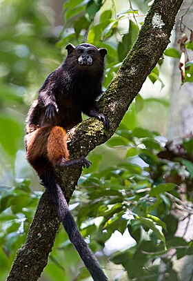 Saguinus fuscicollis weddelli