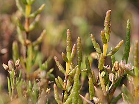 Salicornia europaea