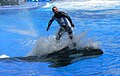 Orca riding at Orlando SeaWorld.