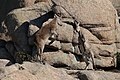 Two Iberian ibex fighting in the Sierra de Guadarrama