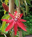 Passiflora vitifolia