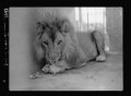 Male in Khartoum Zoo, Sudan, 1936