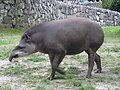 Amerikantapiiri (Tapirus terrestris)