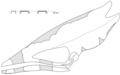 Thalassodromeus skull