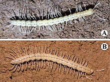 Two images of Tonkinosoma tiani on top of each other; top in black and white and the other with color