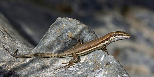 Troodos lizard Phoenicolacerta troodica Cyprus