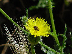 Urosperme fausse Picride Urospermum picroides