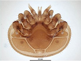 Клещ Varroa jacobsoni (вид снизу)