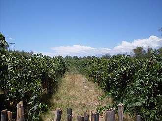 Fiambalá vineyards