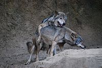 Gray wolves mating