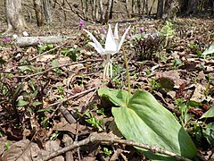 白花のシロバナカタクリ