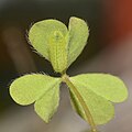 3rd instar caterpillar