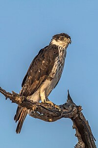 African hawk-eagle, by Charlesjsharp