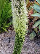 Agave attenuata.