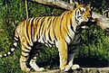 Bengal tiger