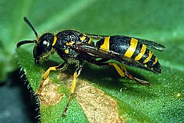 Ancistrocerus gazella